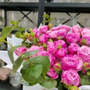Blooming Pink