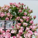 Baby pink Money Arrangement